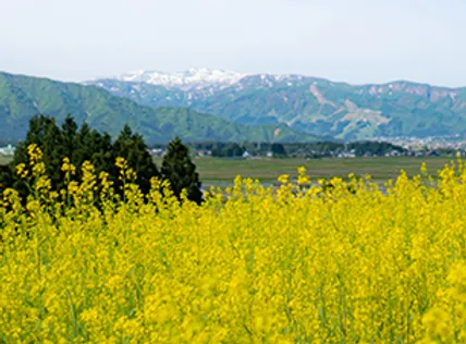 からし菜